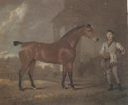 David Dalby The Racehorse 'Woodpecker' in a stall oil